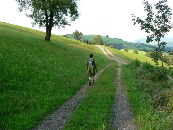 ... bis er kurz vor der &quot;Riegler Seff&quot; breiter wird und aus dem Wald führt