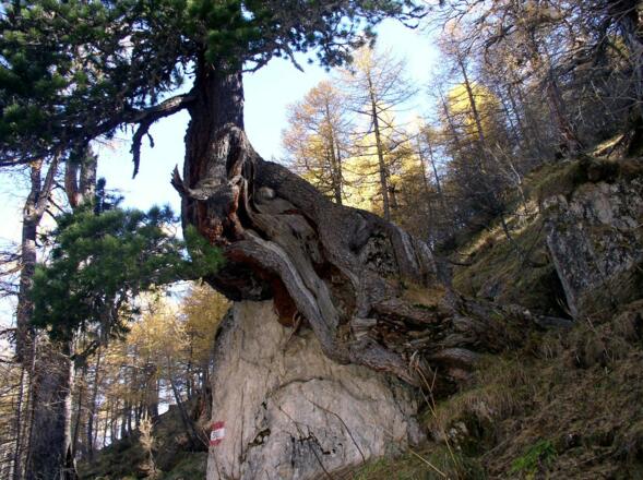Markante Zirbenwurzel um 1840m