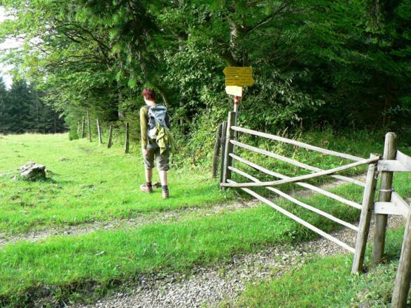 Innerhalb des Weidezauns zieht nun der Steig Nr. 13 bergab zurück zur &quot;Riegler Seff&quot;