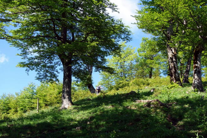 Am Abbruchgrat im Buchenwald um 1350m