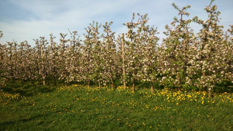 Kirschblütenweg um 420m