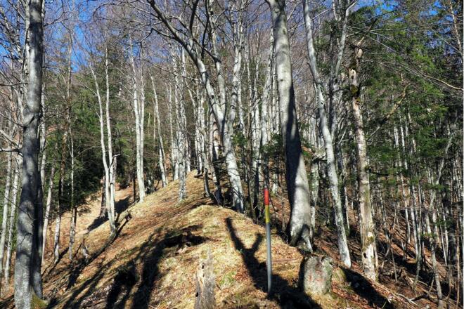 Einzelne Stangen beim Abstieg im Fäulniswald