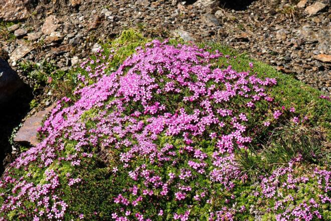 stengellose Leimkraut-Polster