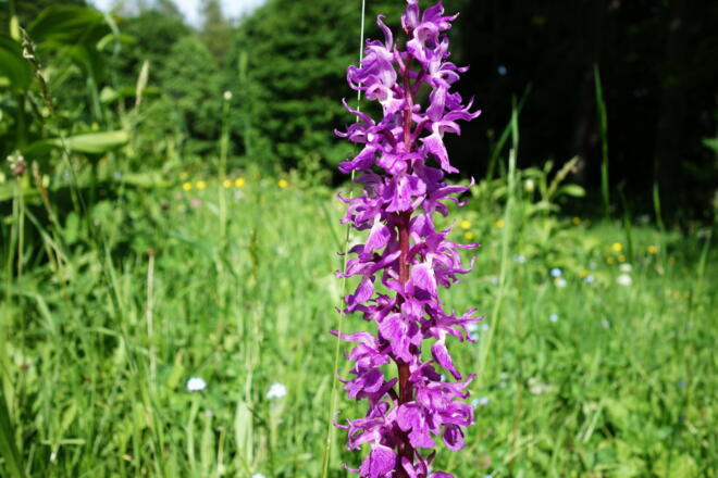 Knabenkraut auf der Almwiese