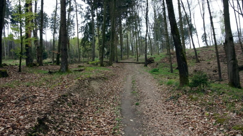 Forststraße nach dem Hohlweg um 390m