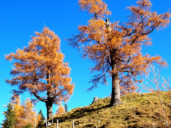 Lärchen am Schlussanstieg zum Feilkopf 1520m