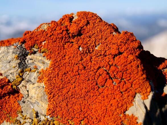 Flechten am Verbindunggsgrat