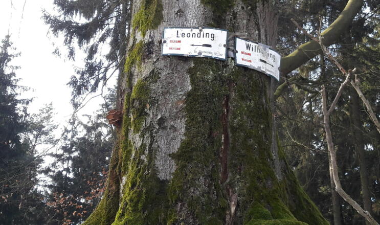 Breiter Hauptweg 09 nach Wilhering