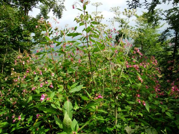 Abstieg von der Ruine auf der Straße