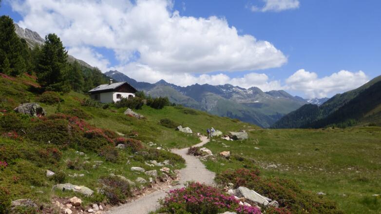 Ende Juni blühen die Almrosen