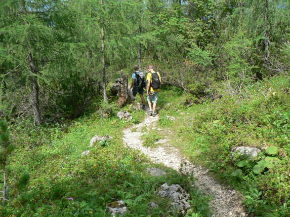 Ein Stück durch lichten Lärchenwald...