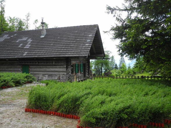 Halbweghütte - Im Mai 2012 lagerten vor der Hütte Setzlinge. Insgesamt wurden 620 000 Bäume auf 245 ha gepflanzt. 