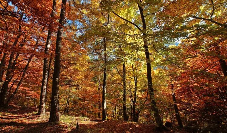 Die Glocke - ein mystischer Wald