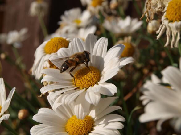 Blumenkistchen am Solsteinhaus 1806m