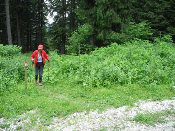 Nach 15 Minuten wird erstmals eine Forststraße überquert. Markierungspfosten kennzeichnen immer den Weiterweg.