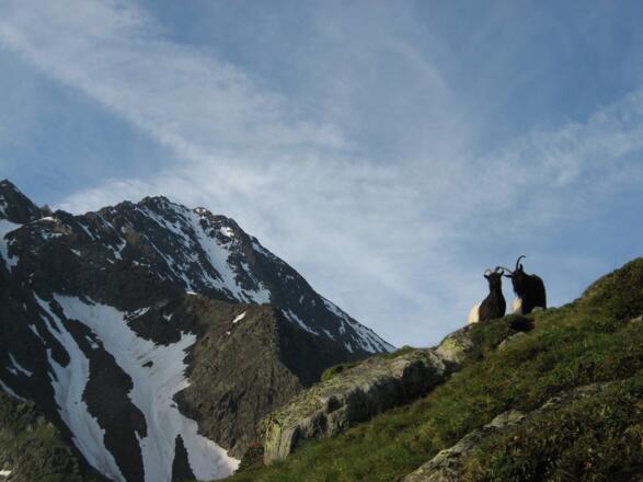 Die Waliser Bergziegen im Hintergrund der Apere Freiger ein weiteres Tourenziel von der Sulzenauhütte