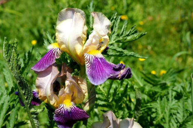 Schöne Blumen bei der Braunberghütte 902m