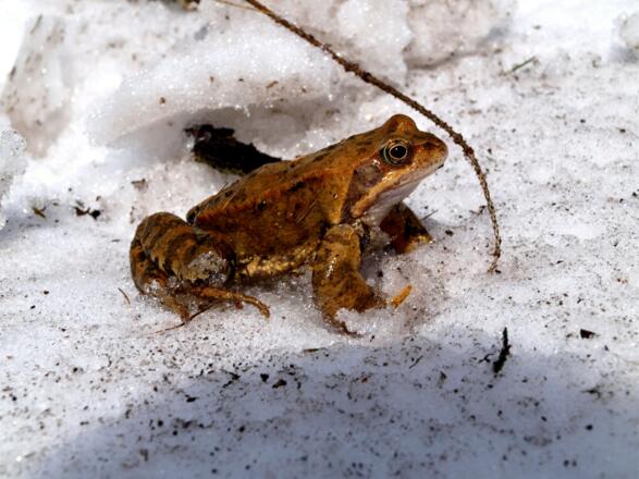 Am kalten Weg zum Herzerlsee