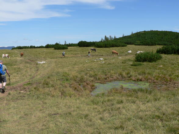 Wir queren einen schönen Almboden