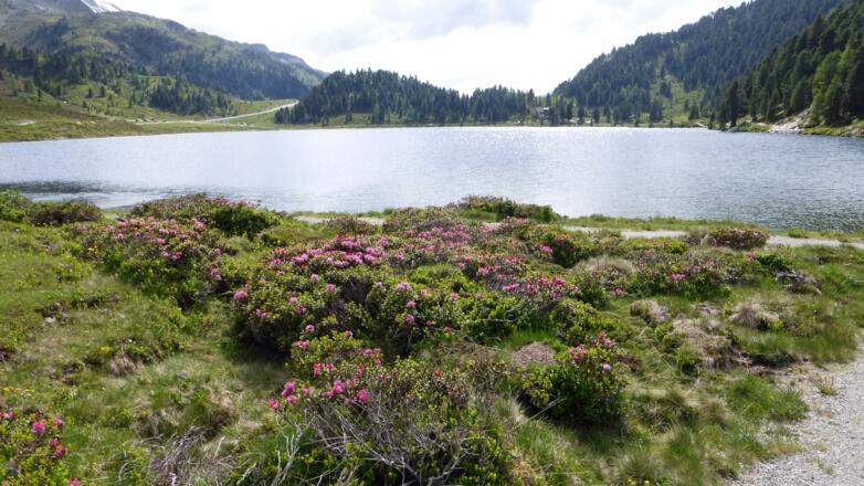 Blick zurück zur Zeit der Almrosenblüte