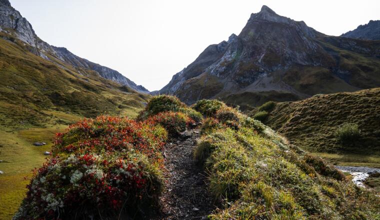 Der Pfad führt über kleine, bewachsene Hügelchen entlang des Baches (6). 