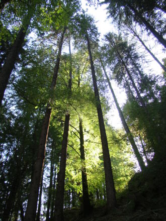 Der dichte Wald wirkt sehr ursprünglich