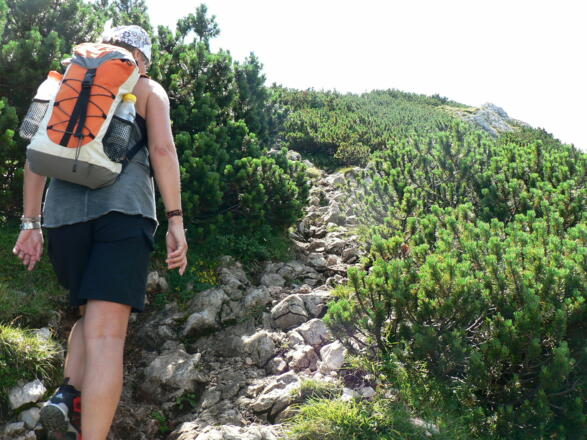 ...dann zwischen Latschen hinauf...