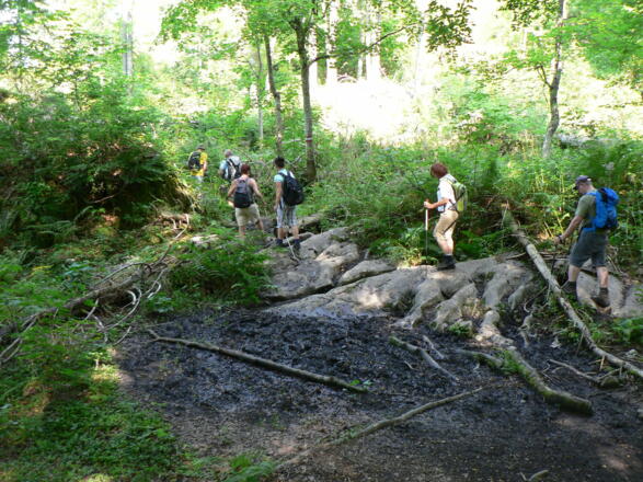 Der Weg bekommt allmählich Urwald-Charakter
