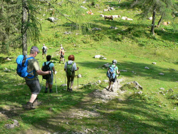 Bei der Zickalm folgen wir dem markierten Weg nach links