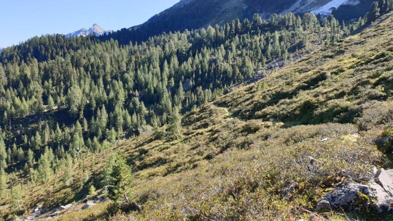 Der Steig durch die Almrosen ist teilweise schon etwas zugewachsen