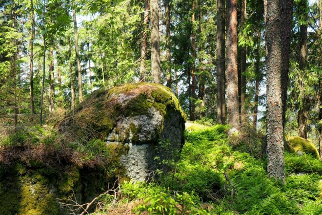 Braunberg 912m Hauptgipfel