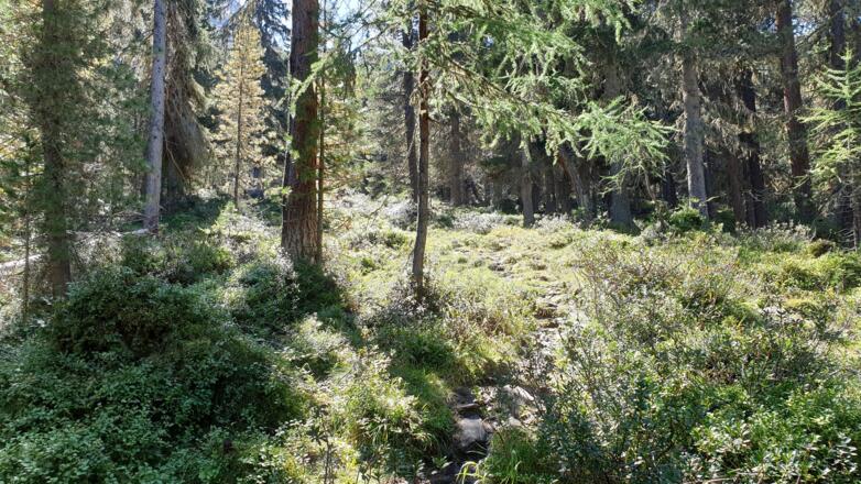 ... über den schönen Steig durch den Wald