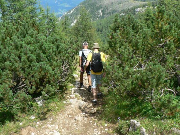 Ein kleines Stück durch den Latschengürtel...