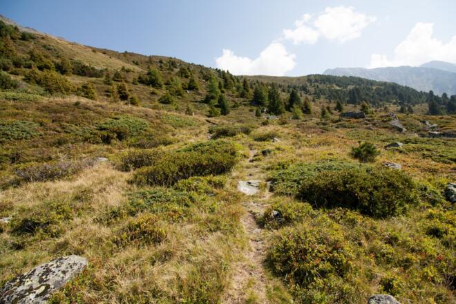 Der Weg führt durch Zwergsträucher