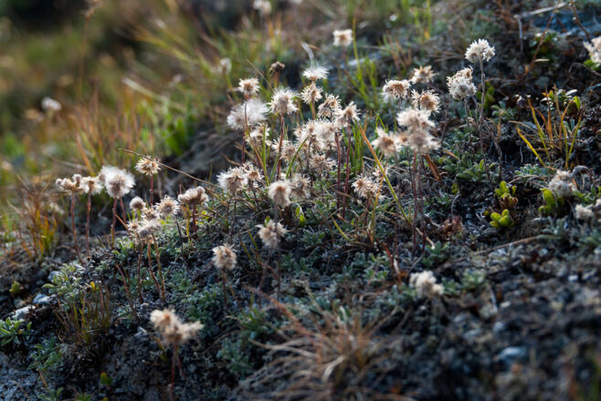 Im Abstieg vom Peischlachtörl
