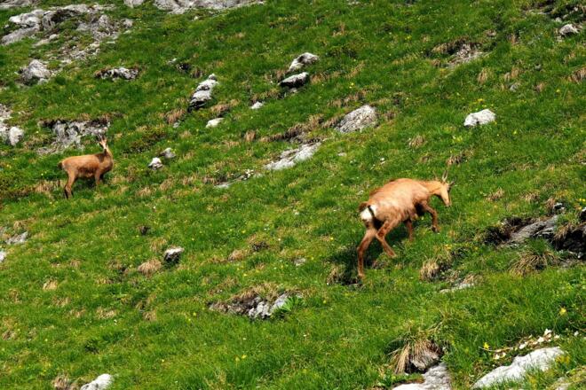 Gemsen vor dem Einstieg zur Klinserschlucht ~1650m