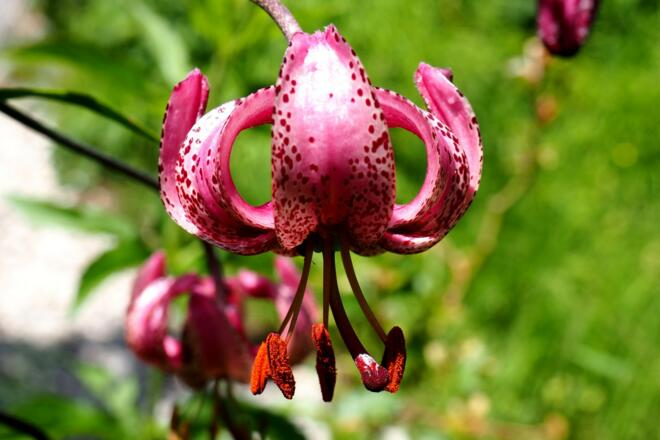 Türkenbundlilien beim Talabsteig um 1070m