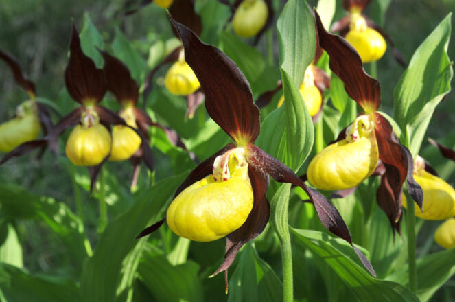 Die seltene Frauenschuh-Orchidee kann im Wald bei der 1. Ladhütte gesehen werden!