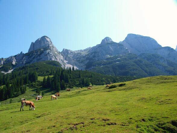 Almidylle bei der Stuhlalm um 1500m