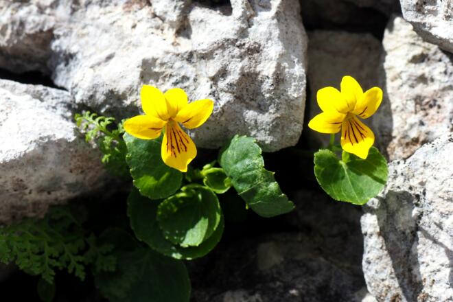 Zweiblütiges Veilchen in der Klinserschlucht um 1700m