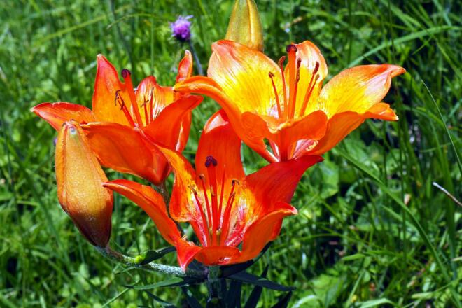 Feuerlilien beim Prielschutzhaus 1420m