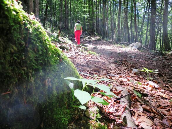 ... durch den urigen Mischwald.