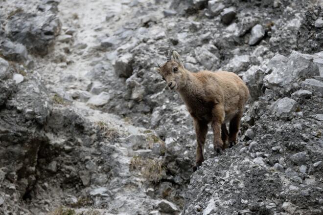 Auch Steinböcke leben in den Felswänden des Halltals!