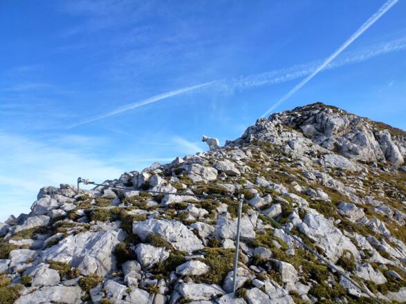 die letzten Meter im felsigen Gelände