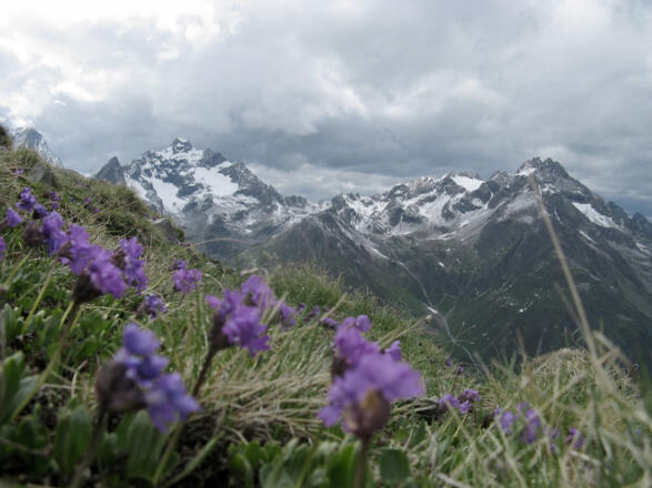 Primeln vor der Verpeilspitze