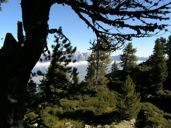 Auf dem Zirbenweg zur Viggarspitze