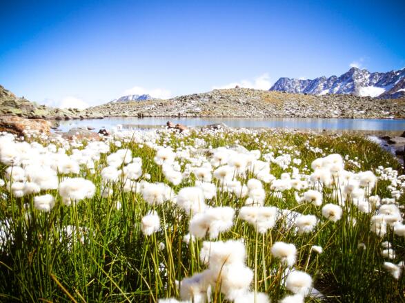 Wollgras am Rinnensee