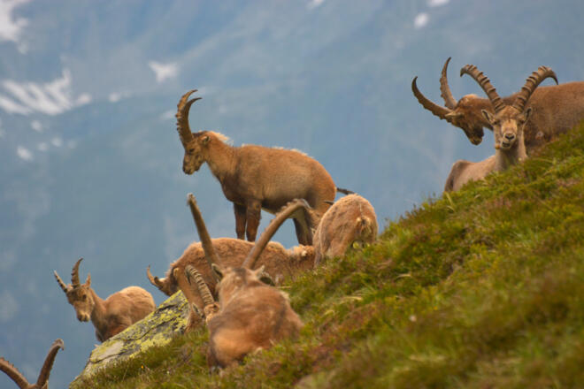 Steinböcke im Frühsommer unterhalb des Weges nach Gahwinden