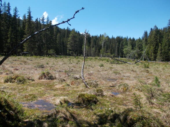 Hochmoor &quot;Wildmoos&quot; im Radurschltal