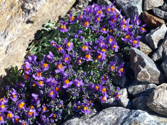 Leinkrautpolster an Aufstiegsweg